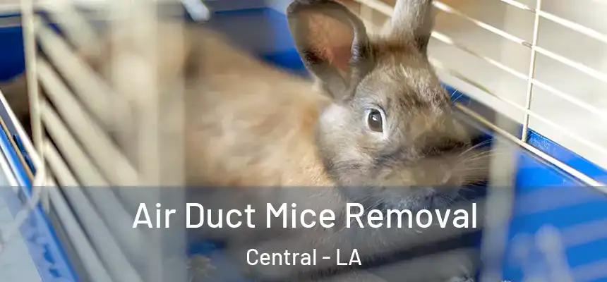 Air Duct Mice Removal Central - LA